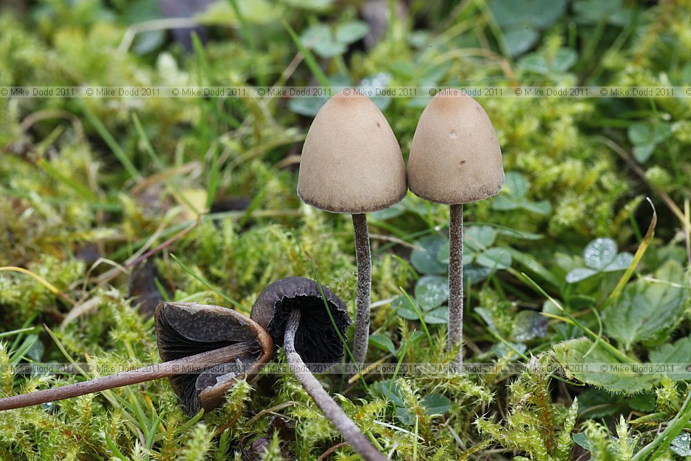 Panaeolus rickenii