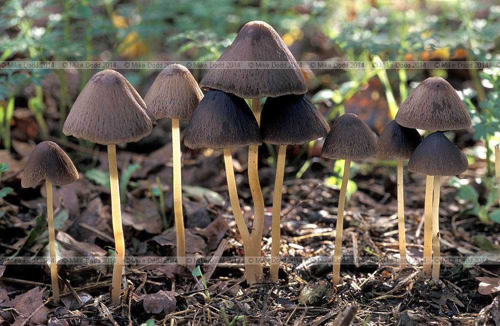 Panaeolus rickenii syn Panaeolus acuminatus Dewdrop mottlegill