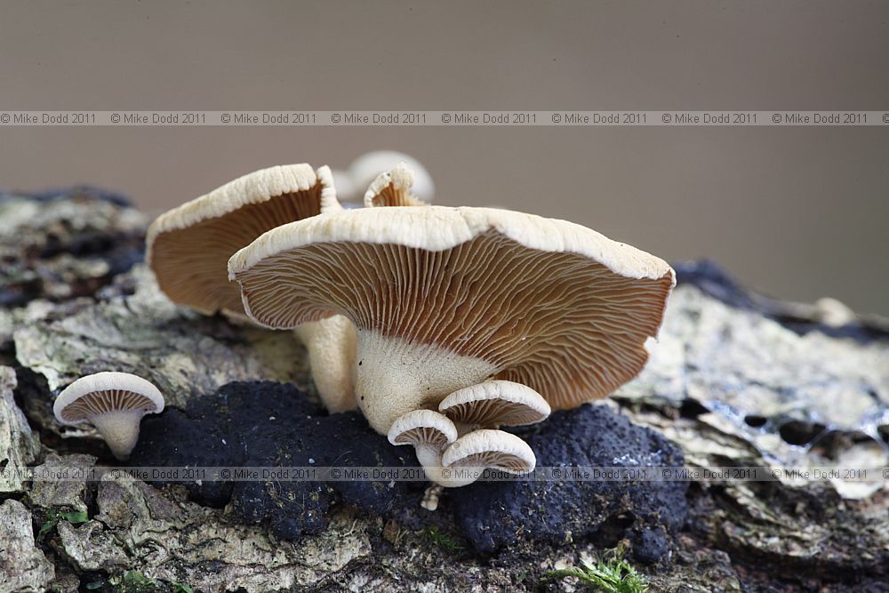 Panellus stipticus Bitter Oysterling