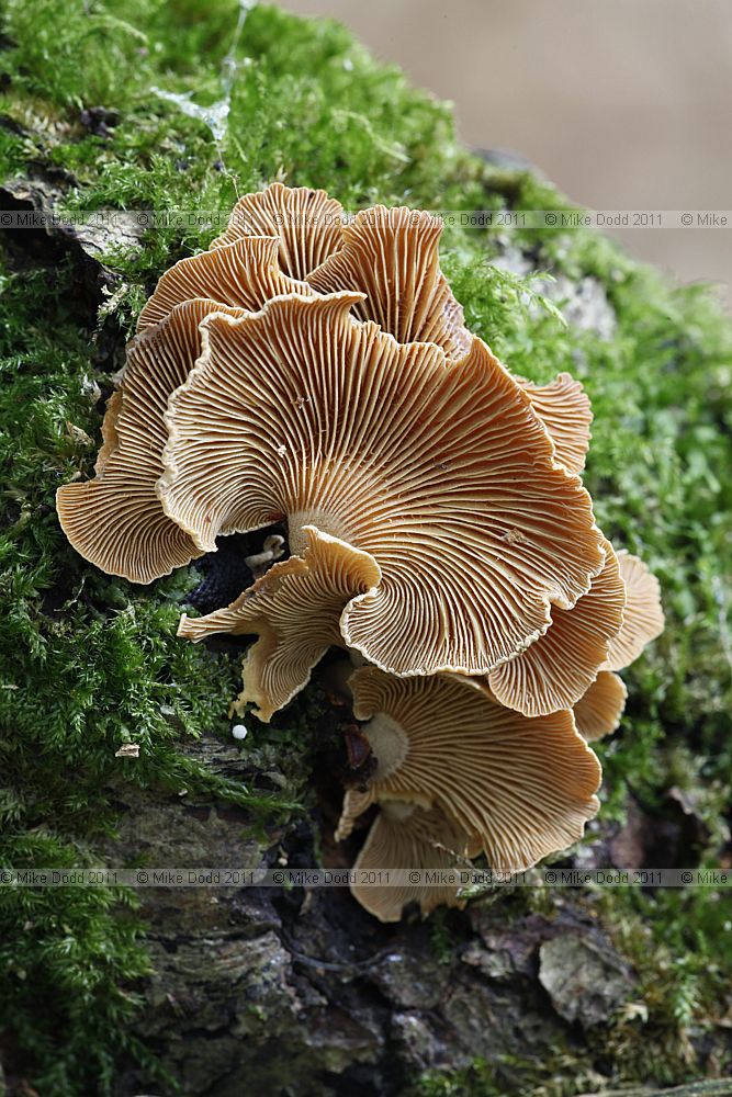 Panellus stipticus Bitter Oysterling