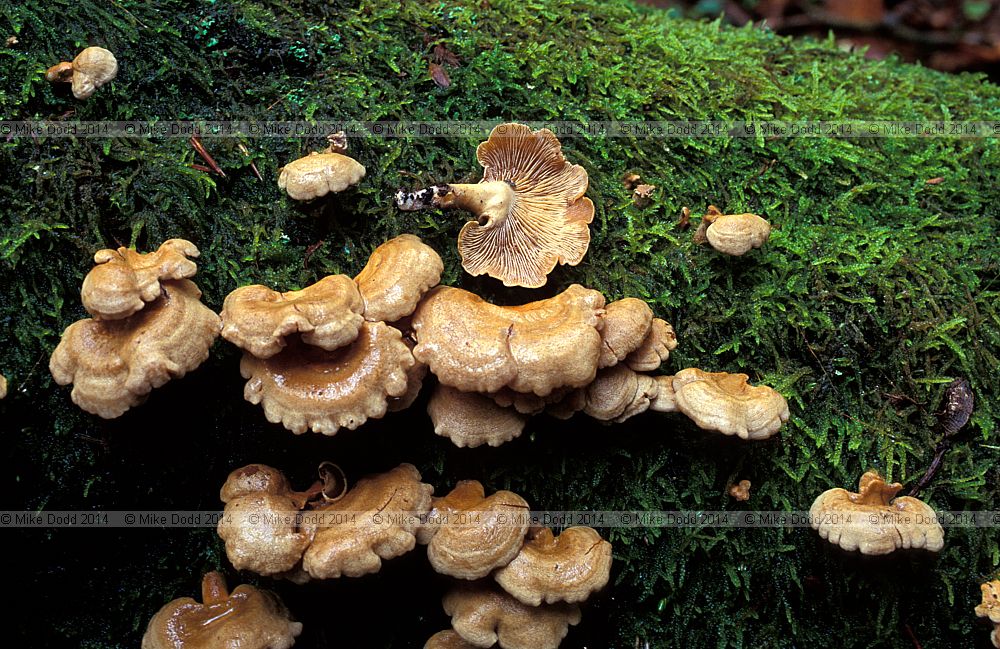 Panellus stipticus Bitter oysterling