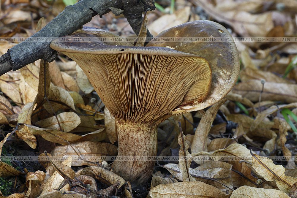 Paxillus involutus Brown roll-rim