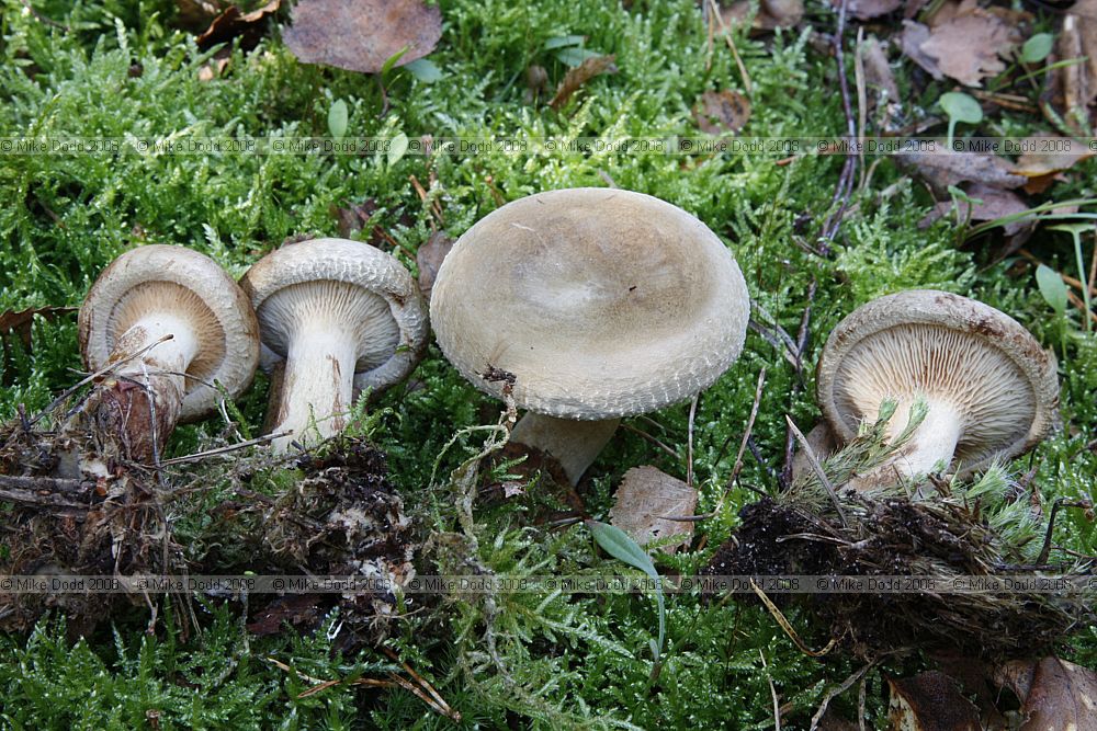 Paxillus involutus Brown Rollrim
