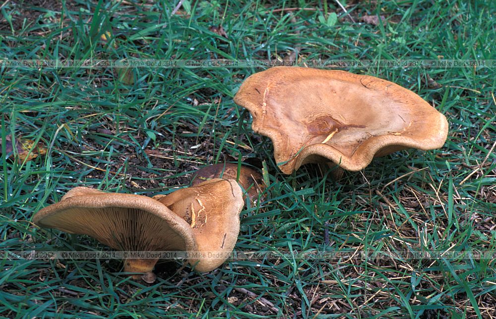 Paxillus involutus Brown Rollrim