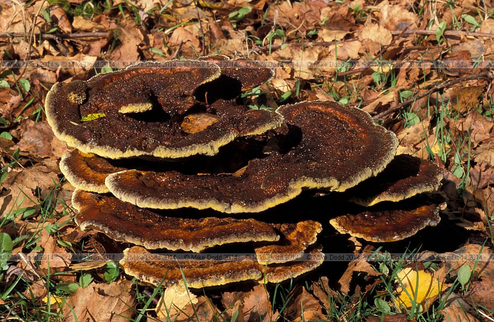 Phaeolus schweinitzii Dyer's mazgill