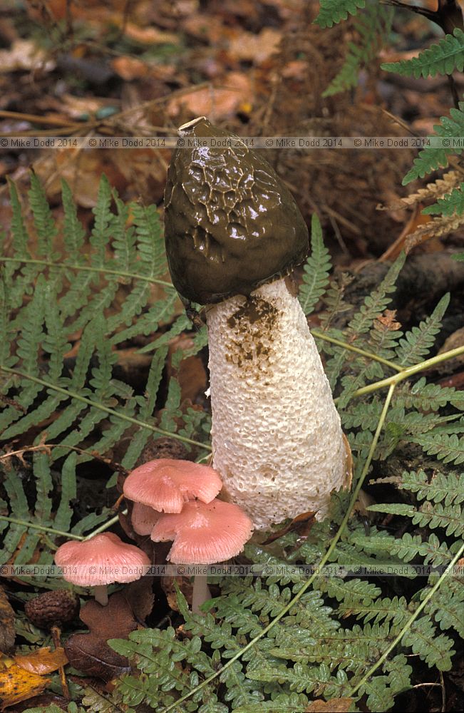 Phallus impudicus Stinkhorn