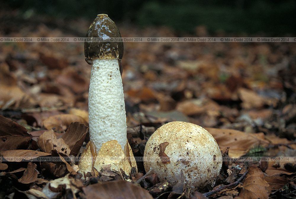 Phallus impudicus Stinkhorn