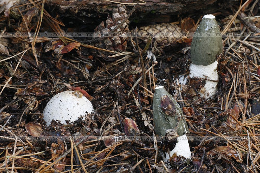 Phallus impudicus Stinkhorn, measured rate of expansion of lefthand stinkhorn 2cm per hour, temperature approx 5degreesC (rising from 4 to 7 degrees during the time interval).