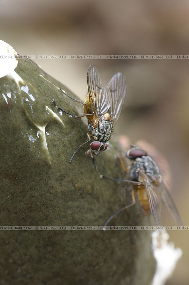 Phallus impudicus Stinkhorn with flies