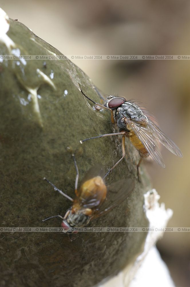 Phallus impudicus Stinkhorn with flies
