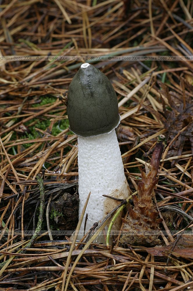 Phallus impudicus Stinkhorn
