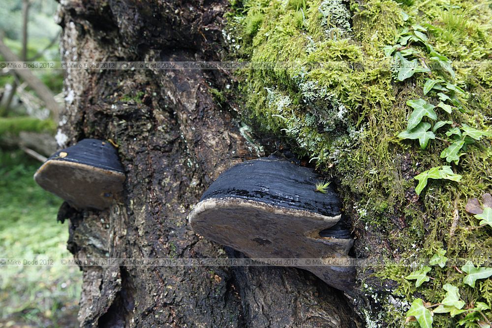 Phellinus igniarius Willow Bracket