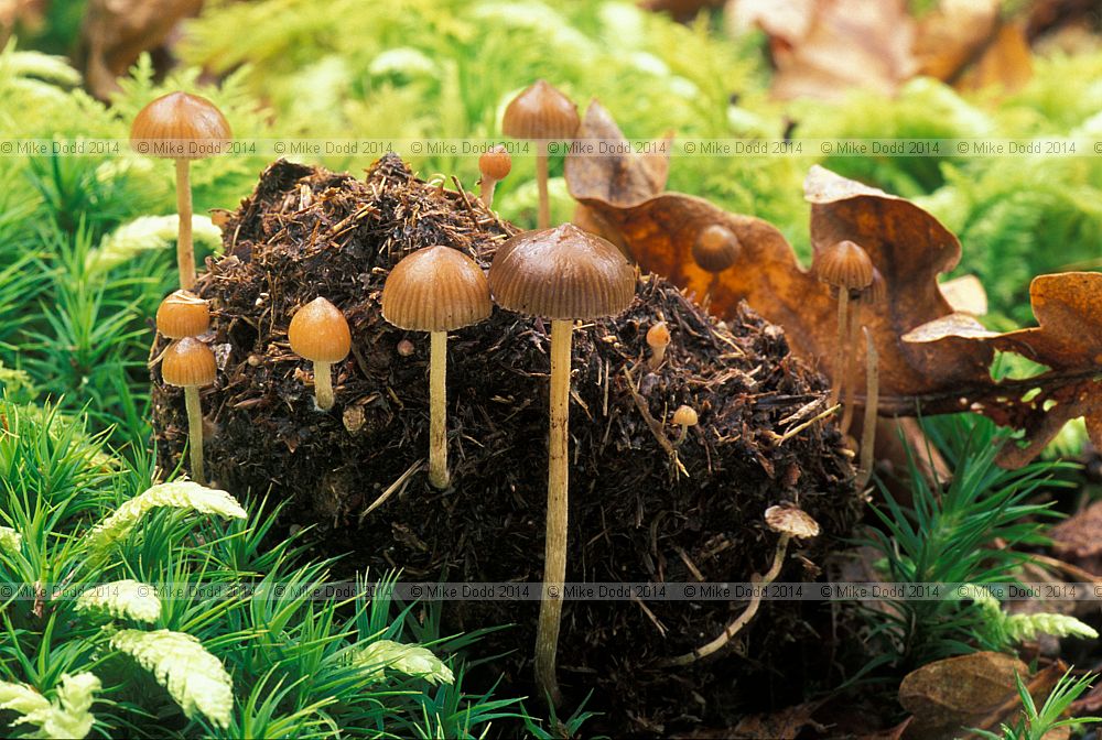 Philocybe coprophila syn Deconica coprophila