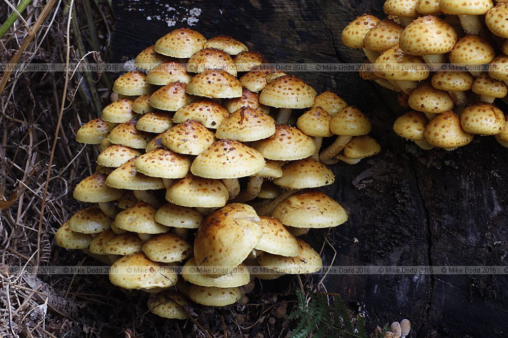 Pholiota adiposa
