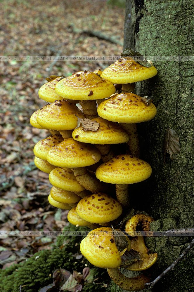 Pholiota adiposa