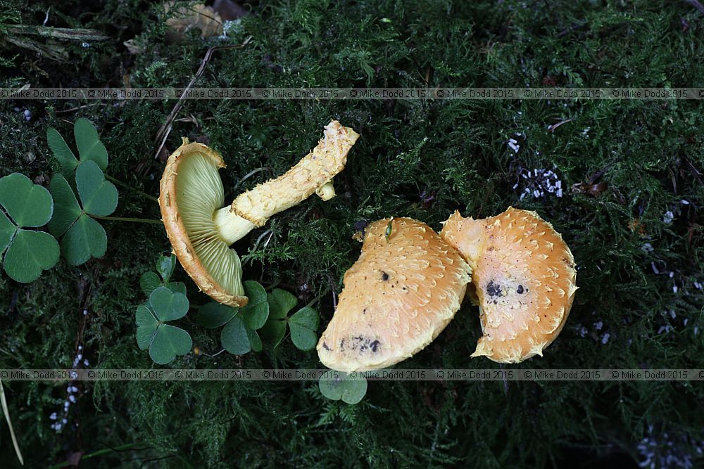 Pholiota flammans Flaming Scalycap