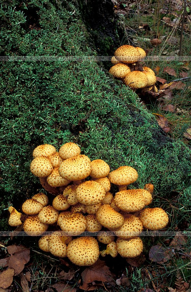 Pholiota squarrosa Shaggy Scalycap