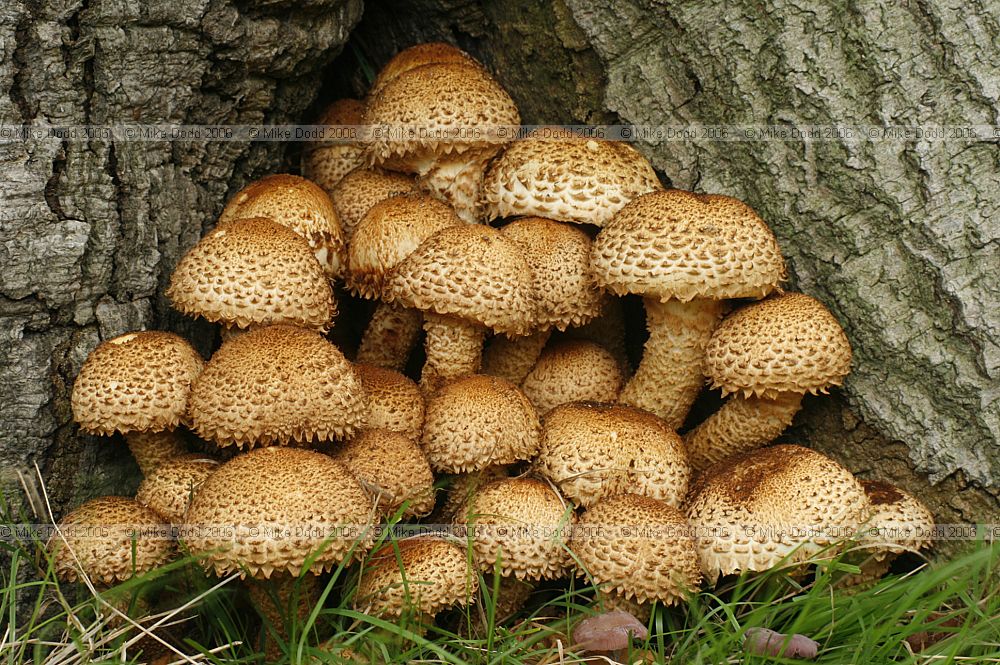 Pholiota squarrosa Shaggy Scalycap