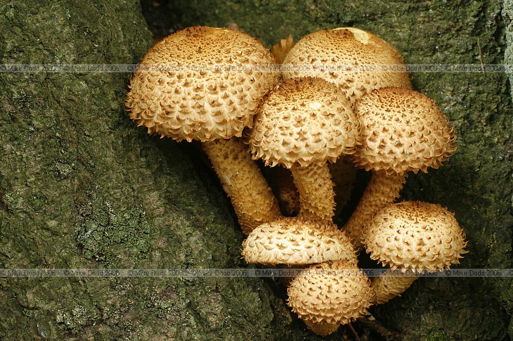 Pholiota squarrosa Shaggy Scalycap