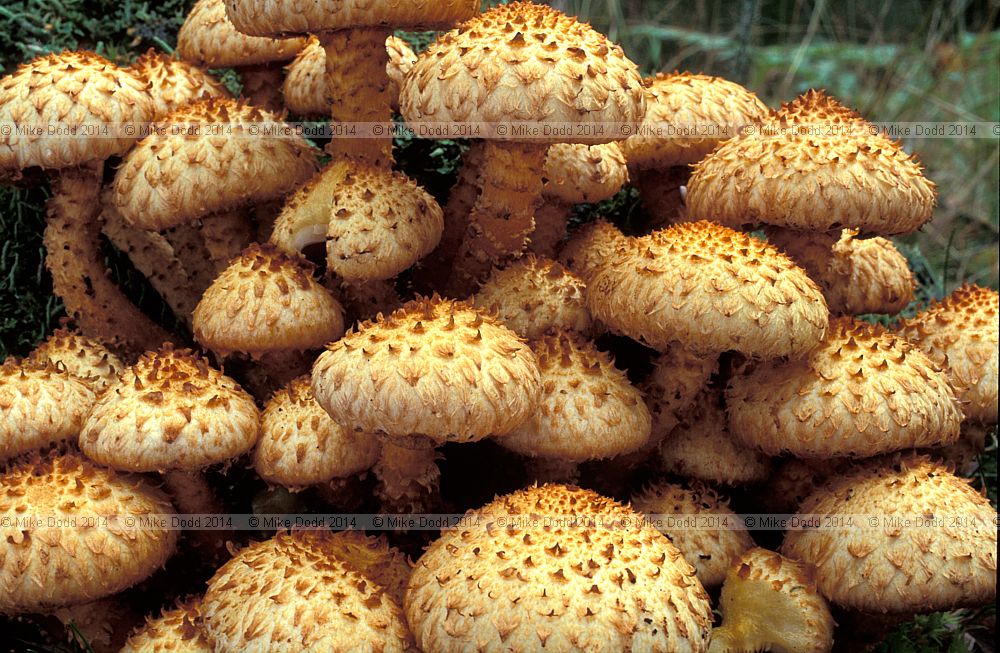 Pholiota squarrosa Shaggy Scalycap