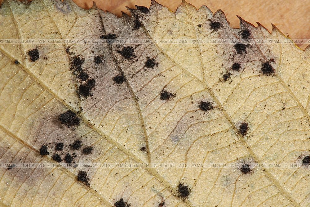Phragmidium violaceum Bramble Leaf Rust