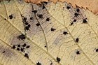 Phragmidium violaceum Bramble Leaf Rust