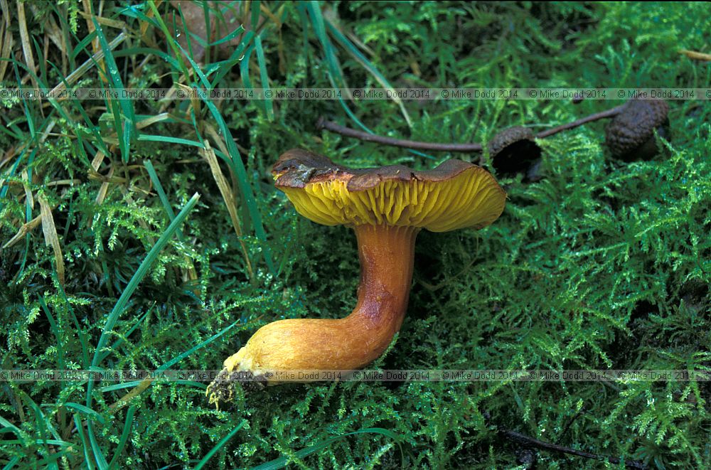 Phylloporus rhodoxanthus Green gilled bolete