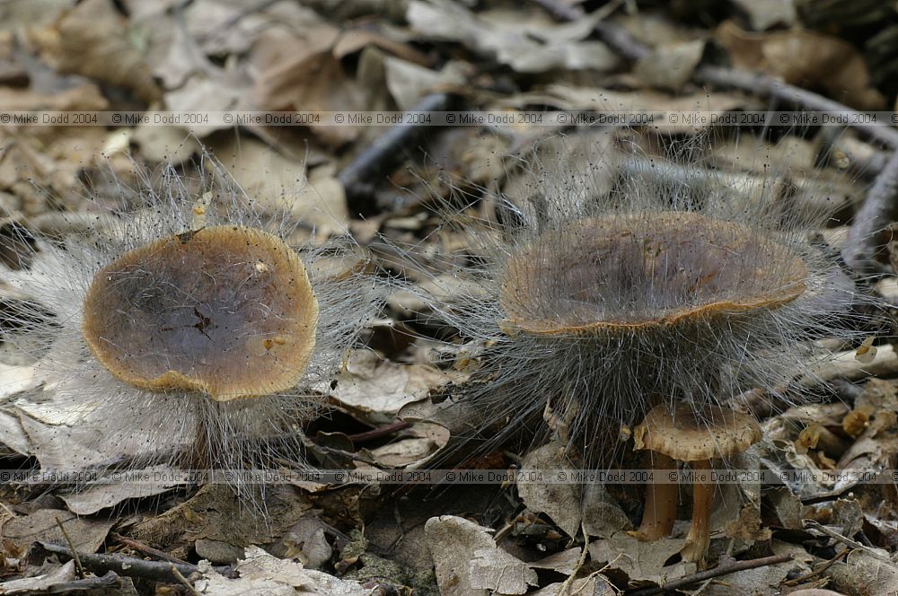 Pin mould on mushroom