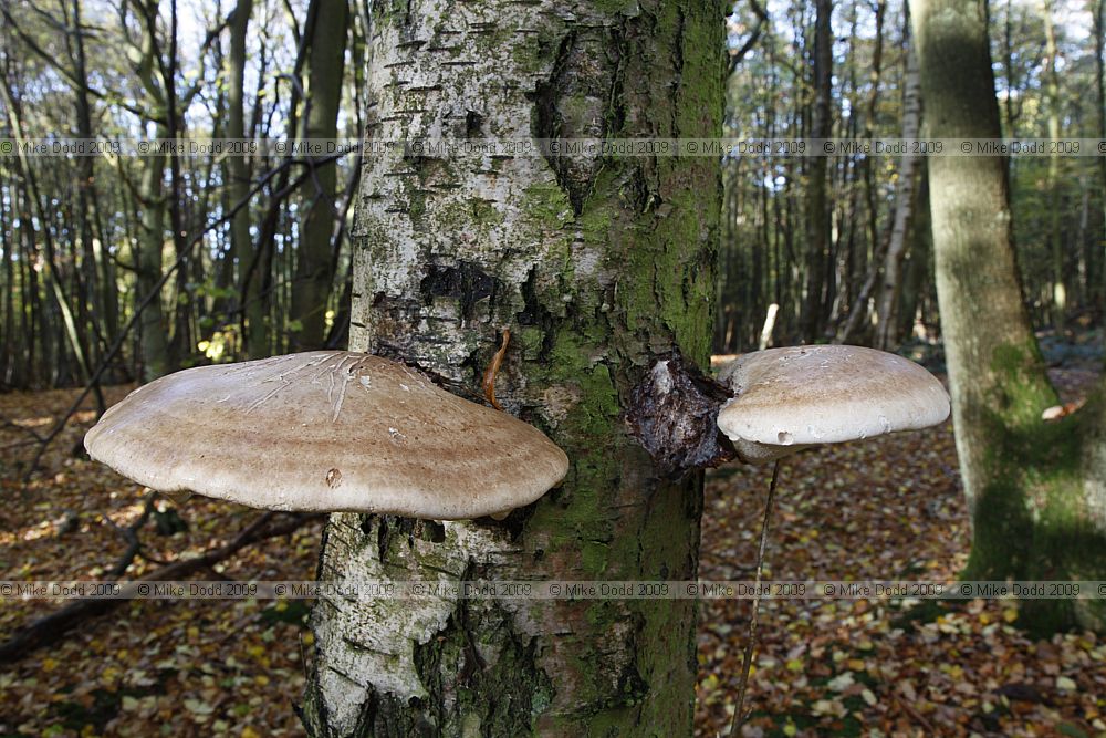 Piptoporus betulinus Birch Polypore or Razorstrop Fungus
