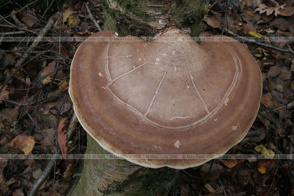 Piptoporus betulinus Birch Polypore or Razorstrop fungus