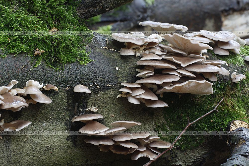 Pleurotus ostreatus Oyster Mushroom