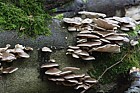Pleurotus ostreatus Oyster Mushroom