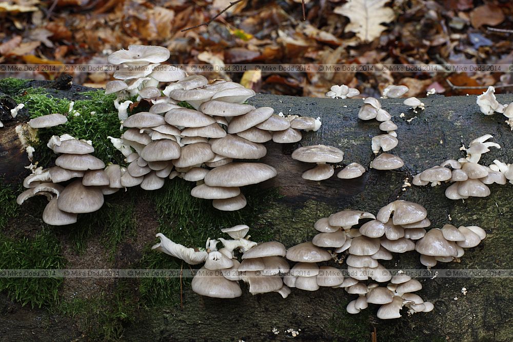 Pleurotus ostreatus Oyster Mushroom