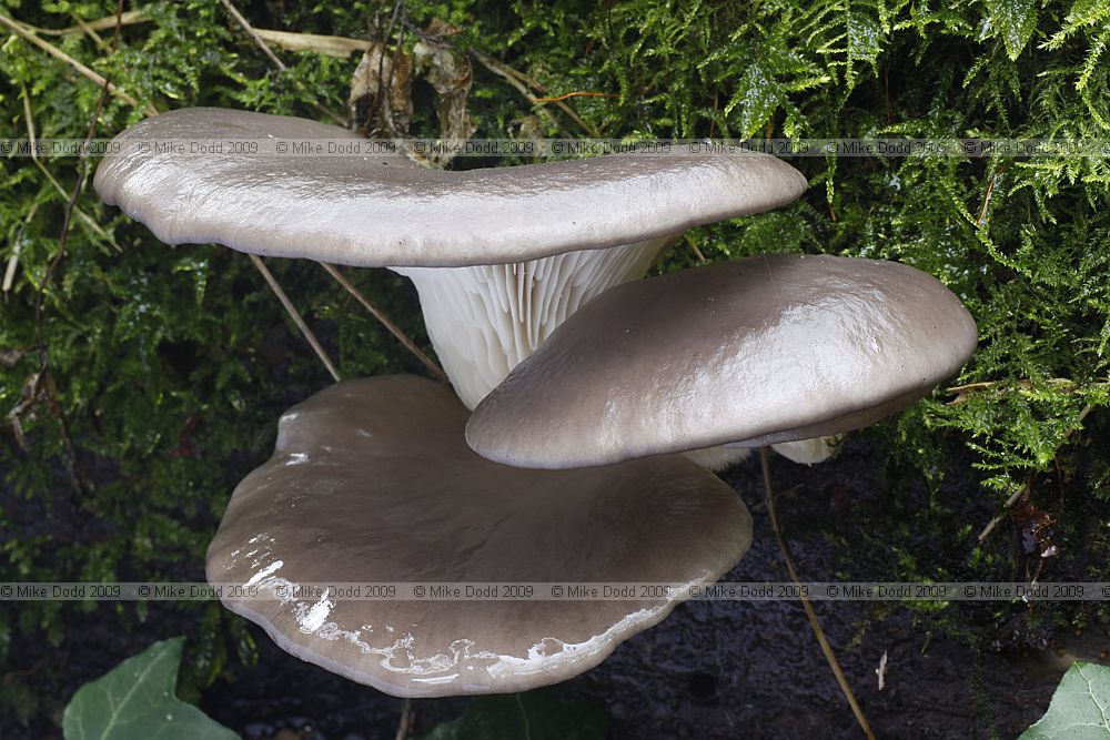 Pleurotus ostreatus Oyster Mushroom