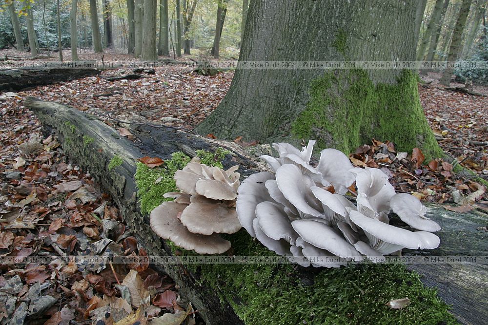 Pleurotus ostreatus Oyster mushroom