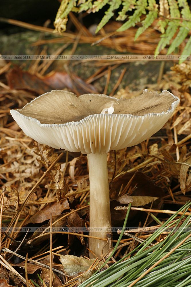 Pluteus cervinus Deer shield