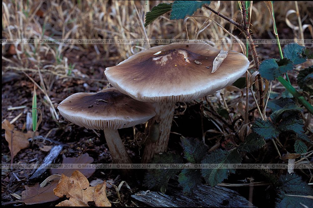 Pluteus cervinus Deer shield