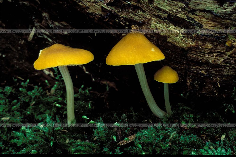 Pluteus leoninus Lion shield