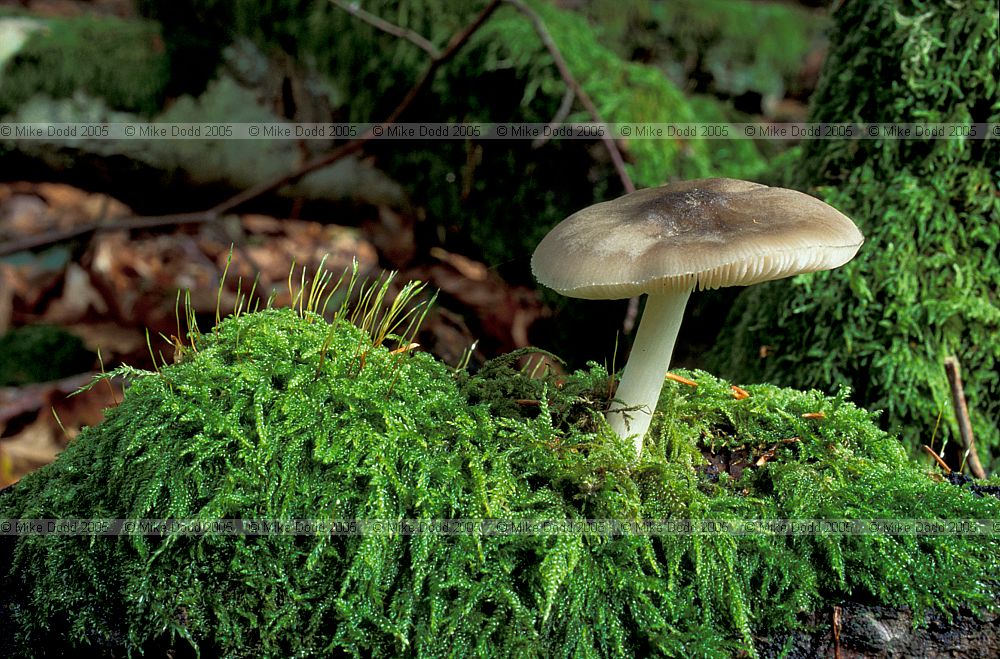 Pluteus salicinus Willow shield