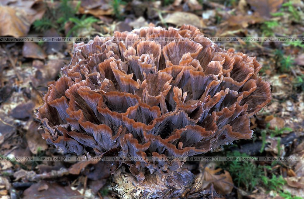 Podoscypha multizonata Zoned Rosette