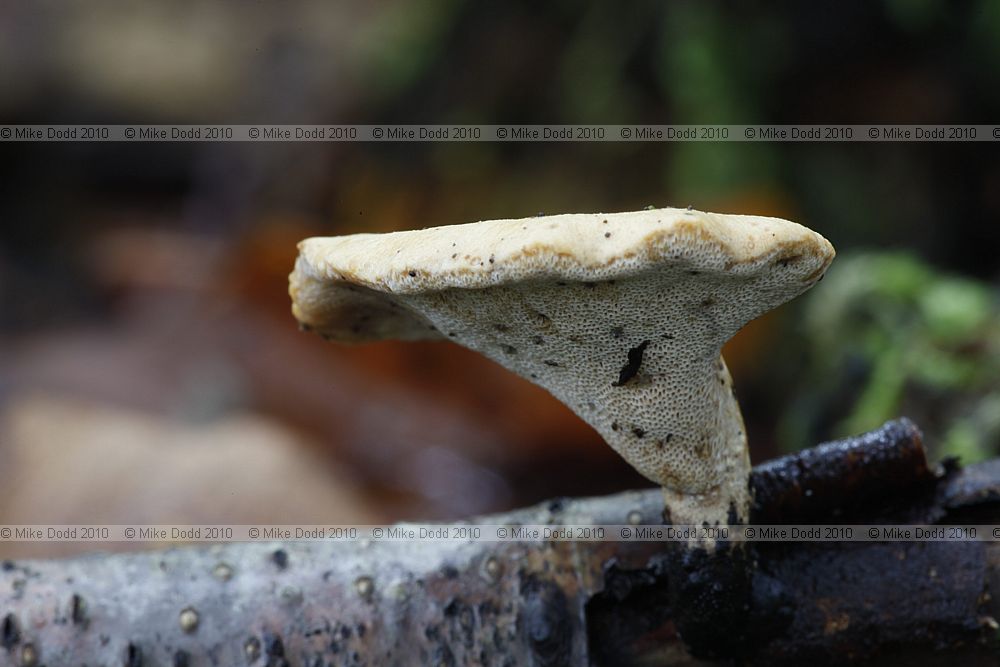 Polyporus leptocephalus Blackfoot Polypore
