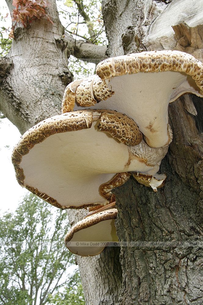 Polyporus squamosus Dryads saddle