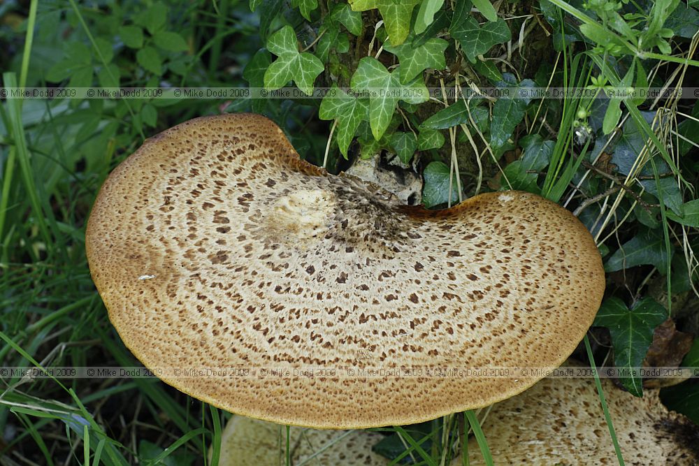 Polyporus squamosus Dryad's Saddle