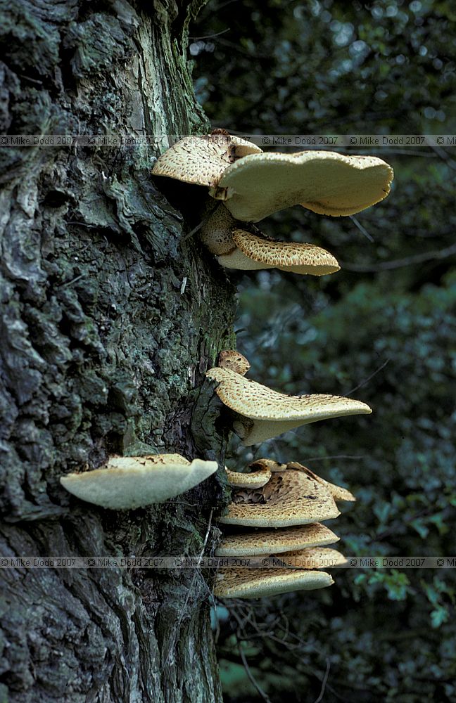 Polyporus squamosus Dryad's saddle
