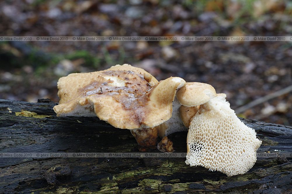 Polyporus tuberaster Tuberous Polypore