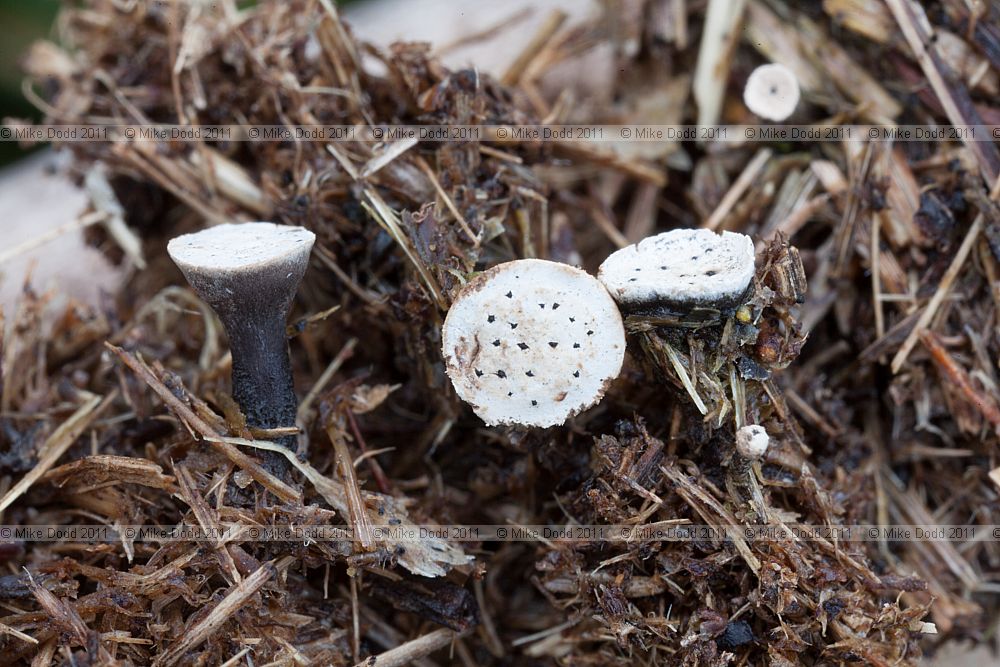 Poronia punctata Nail Fungus