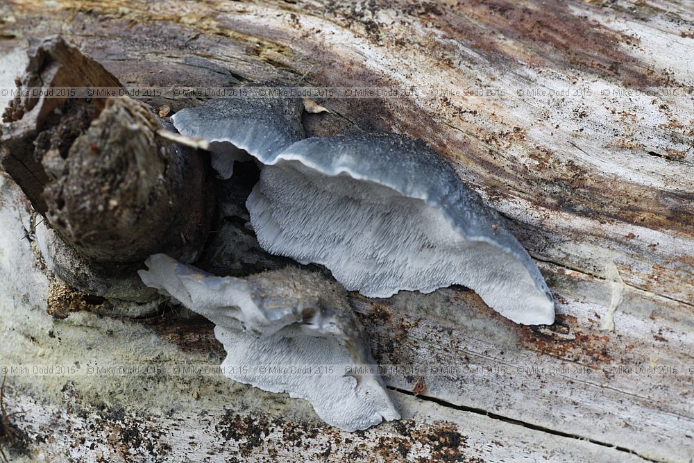 Postia caesia Conifer blueing bracket