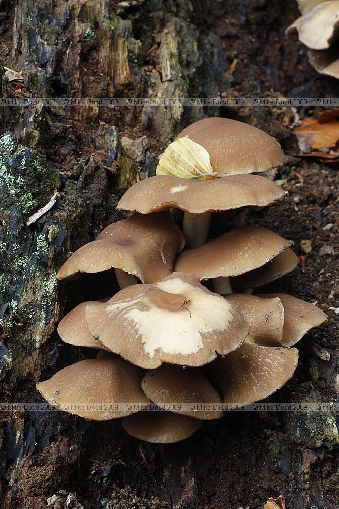 Psathryrella piluliformis Common Stump Brittlestem (note this is most likely but not certain as caps are about 5+cm across which is bigger than they should be for this species) Psathryrella piluliformis Common Stump Brittlestem (note this is most likely but not certain as caps are about 5+cm across which is bigger than they should be for this species)