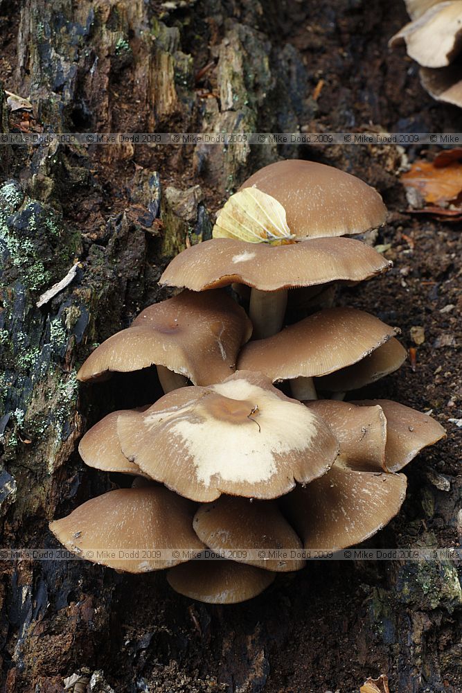Psathryrella piluliformis Common Stump Brittlestem (note this is most likely but not certain as caps are about 5+cm across which is bigger than they should be for this species)
