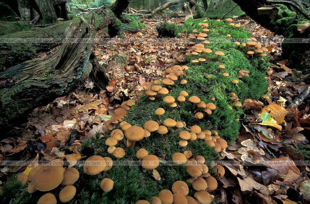 Psathyrella hydrophila syn Psathyrella piluliformis Common stump brittlestem